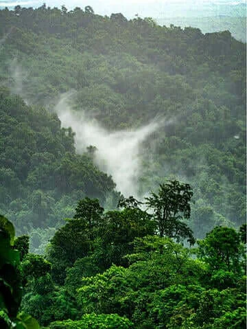 green forest and clouds